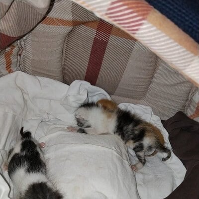 Beş patili kahramanlarımızın sokakta maceraya hazır hali.