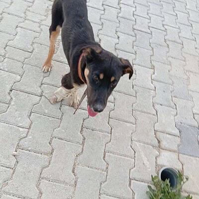 Beş parmaklı sokak köpeği, cesur ve sevimli duruşuyla "Ayaklarımız üzerinde köpek kahraman" olarak öne çıkıyor.