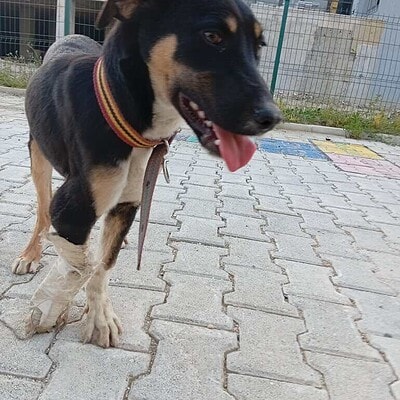 Beş parmaklı ve mutlu köpek, sokakta cesurca yürüyüş yaparken.