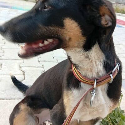 Sokakta kahraman köpeğimiz, cesur ve sevgi dolu duruşuyla dikkat çekiyor. Onunla birlikte sokaklarda güvenle yürüyüş yapabilir, sevgi ve koruma dolu anlar yaşayabilirsiniz.