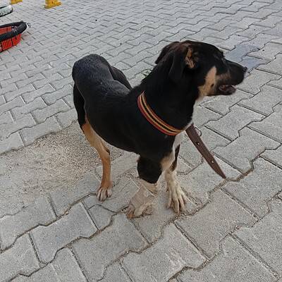 Beşir, sokakta yürüyüş yaparken dikkat çekici ve cesur bir köpek. Onunla birlikte sokakta kahraman olmanın keyfini çıkarın.