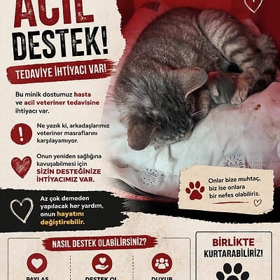 Be the hero of our paws on the street.