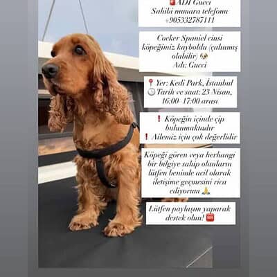 PatiTistory'den köpek sahipleri için önemli uyarı ve bilgiler içeren görsel, köpeklerin sağlık ve güvenliği için dikkat edilmesi gerekenler hakkında detaylar içeriyor.