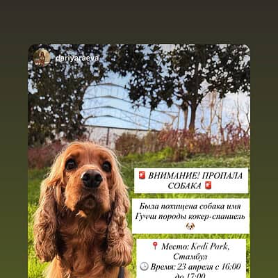 Be the hero of our paws on the street. Sevimli kırmızı kahverengi cocker spaniel köpeği, yeşil parkta, arka planda ağaçlar ve gökyüzü ile birlikte, dikkat çekici ve sevimli bir şekilde poz veriyor.