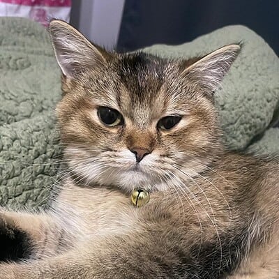 Sokakta kahraman olmak isteyen kedimiz, dikkat çekici bakışlarıyla ve sevimli duruşuyla dikkat çekiyor. Onunla birlikte sokaklarda macera yaşamaya hazır olun, sevgi ve cesaretle dolu bir dost.