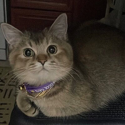 Beş parmaklı ve dikkat çekici bakışlara sahip kedi, sokakta patileriyle kahraman olmaya hazır. Sevimli ve cesur kedimiz, çevresine sevgi ve güvenle yaklaşıyor.