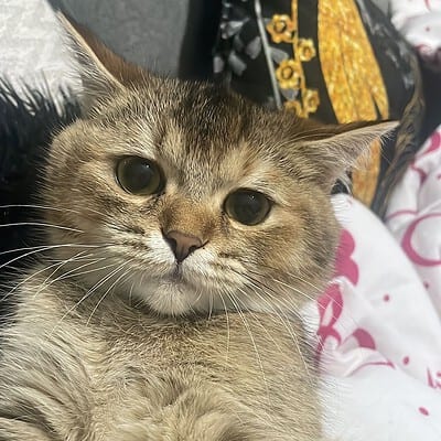 Kedimize sevgiyle yaklaşın, onunla vakit geçirin ve ona iyi bakın.