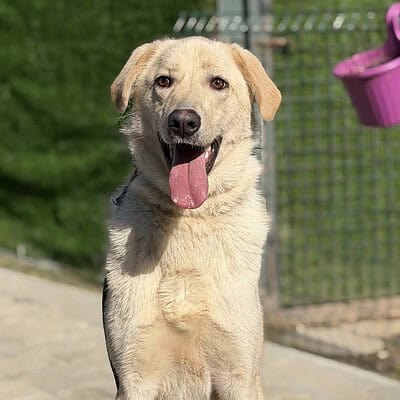 Beş yöne bakan mutlu köpek, sokakta yürüyüş yaparken.