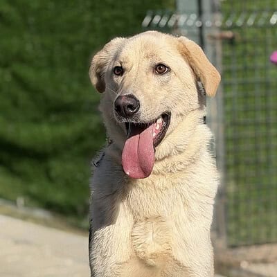 Beş parmaklı köpek sokakta kahramanımız ol!.