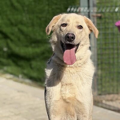 Be the hero of our paws on the street.