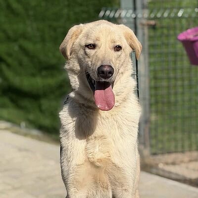 Beşamel rengi, mutlu ve enerjik köpek, sokakta yürüyüş yaparken neşeyle bakıyor. Bu sevimli dostumuz, sevgi ve bakım bekliyor, sokaklarda hayvanlara yardım etmenin önemini vurguluyor.