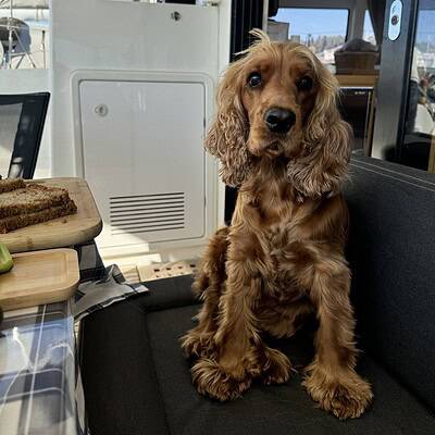 Sokakta ayaklarımıza eşlik eden sevimli köpeğimizle, onunla birlikte şehri keşfederken kahraman olun. Bu tatlı yavru, maceraya hazır ve sevgi dolu, onunla birlikte sokaklarda güvenle yürüyüş yapın.