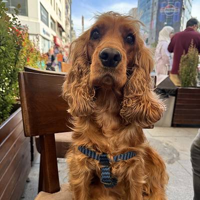 Sokakta yürüyüş yapan sevimli cocker spaniel köpeği, dikkat çekici bakışlarıyla ve şık tasmasıyla öne çıkıyor. Şehir hayatında dostlarımızla birlikte güvenle ve sevgiyle dolaşmanın önemini vurgulayan.