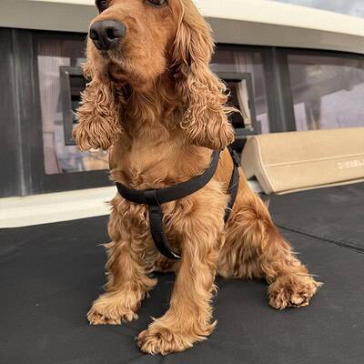 Sokakta patileriyle kahraman olmaya hazır, sevimli ve cesur cocker spaniel köpek.