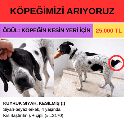 Beşirli'de kaybolan siyah-beyaz köpek arıyoruz, yardım edin!.