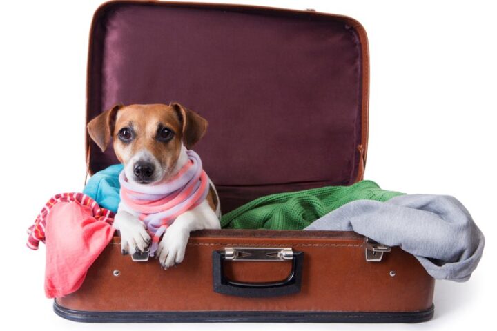 Köpek valiziyle seyahat eden sevimli köpek, sokaklarda kahraman olmaya hazır. Rahat ve güvenli taşıma için ideal, maceraya atılmaya hazır küçük dostumuz.