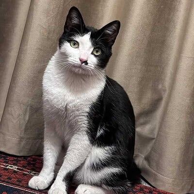 Kedi, sokakta patileriyle kahraman olmaya hazır.