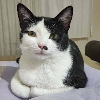 Beş parmaklı kedimiz, sokakta kahraman olmak için hazır. Onunla birlikte şehri keşfedin ve sevgiyle dolu anlar yaşayın.