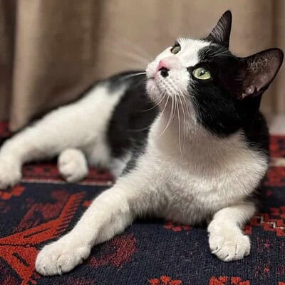 Sokakta patileriyle kahraman olmaya hazır olan kedimiz, dikkatli ve sevgi dolu bakışlarıyla dikkat çekiyor.