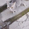 TAŞINIRKEN SOKAĞA ATILMIŞ CİNS EV KEDİSİ