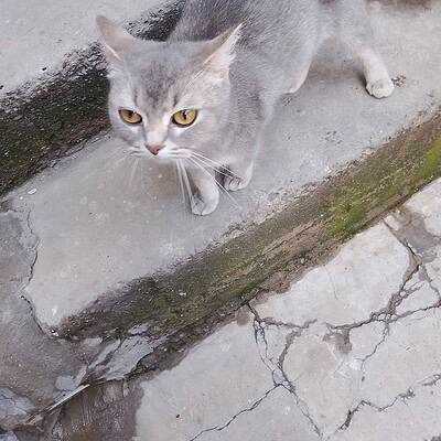 Kedi, açık gri tüyleri ve sarı gözleriyle dikkat çekiyor.
