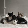 4 GÜZEL YAVRU KEDİ..