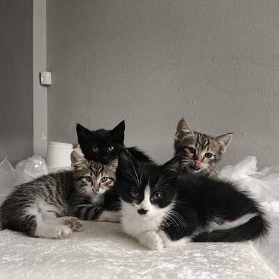 Sevimli kedi yavruları, farklı renk ve desenlerde, rahat bir ortamda yan yana uzanmış, evcil hayvan severler için ideal görüntü.