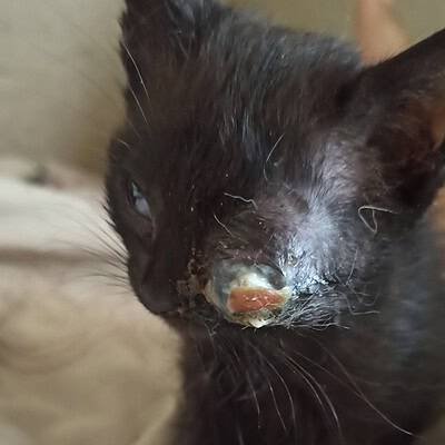 Sokakta ayak izleriyle buluşan sevimli köpek, maceraya hazır ve cesur bir kahraman gibi.