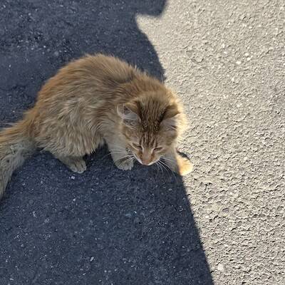 Kedili kedi güneşli bir günde dış mekanda duruyor, sıcak ve rahat bir ortamda.