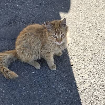 Kedili sokak kedisi, dış mekanda güneş ışığında otururken, doğal ortamında rahat ve huzurlu görünüyor. Bu sevimli kedi, Kırık Kuyruk sitesinin sokaklarında yaşamını sürdürüyor.