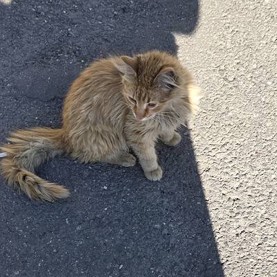 Kedili sokak kedisi, asfalt yol üzerinde otururken gölgede ve güneş ışığında detaylı görüntüsü. Sevimli ve bakımlı tüyleriyle dikkat çeken bu kedi, doğal yaşam ortamında sakin ve huzurlu bir an yaşıyo.