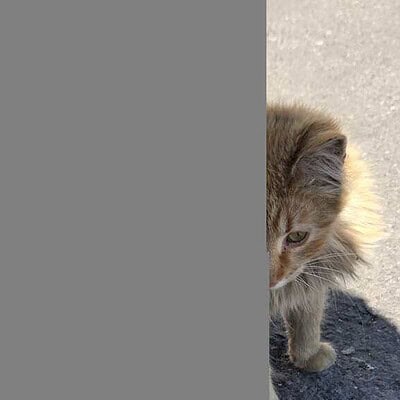 Kedili sokak kedisi, dış mekanda, asfalt üzerinde otururken. Sevimli ve tüyleri kabarık, doğal ortamında.