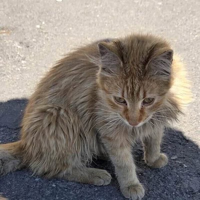 Sevimli ve tüylü kedili yavru, dış mekanda otururken dikkatle bakıyor. Yumuşak tüyleri ve dikkatli ifadesiyle dikkat çeken bu kedi, hayvan severler için ideal bir görüntüdür.