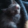 Ağır göz enfeksiyonu olan yavru kedi