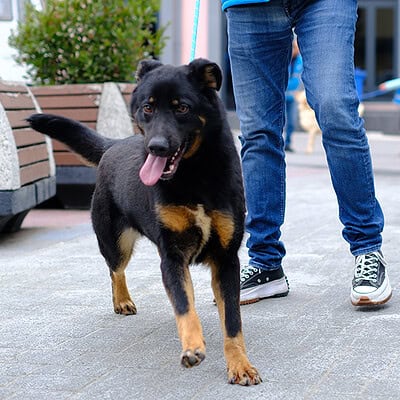 Köpek yürüyüşü yapan bir kişiyle birlikte parkta yürüyen, enerjik ve mutlu bir köpek. Köpek, sağlıklı ve aktif yaşam tarzını yansıtarak, sevgi ve bakım ile mutlu bir yaşam sürdür.