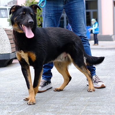 Köpek eğitimi ve sahiplendirme amacıyla tasarlanmış, mutlu ve sağlıklı bir köpek.