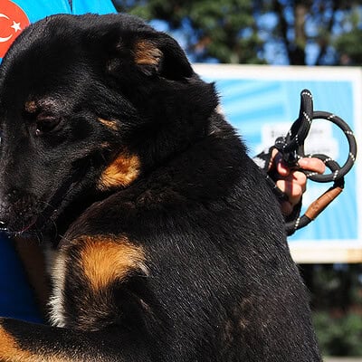 Çocuklar ve yetişkinler, kurtarma köpeğiyle birlikte, hayvanlara yardım ve kurtarma çalışmalarında aktif rol alıyor.