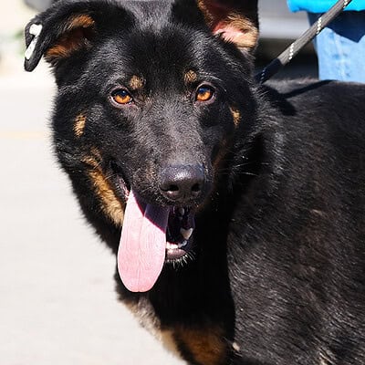 Köpek, açık havada yürüyüşte, sağlıklı ve mutlu görünüyor.