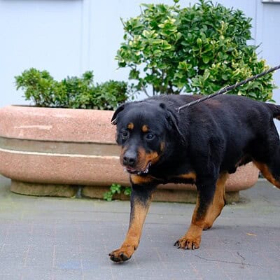 Siyah ve kahverengi Rottweiler köpek, dış mekanda yürüyüş yaparken, arka planda büyük bir saksı ve yeşil bitkilerle çevrili.
