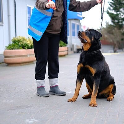 Sahibiyle iletişim kuran Rottweiler cinsi köpek, eğitim sırasında dikkatle dinliyor ve itaat ediyor. Köpek eğitimi ve davranış geliştirme için ideal bir örnek.