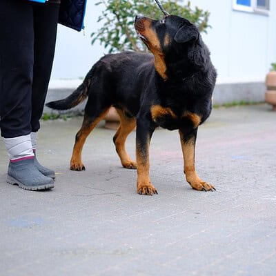 Rottweiler cinsi köpek, sahibiyle dışarıda yürüyüş yaparken, dikkatle bakıyor. Sağlıklı ve güçlü yapısıyla dikkat çekiyor.