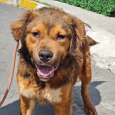Mutlu ve sağlıklı köpek, sahiplendirme için hazır, dış mekanda yürüyüşte.