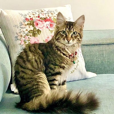 Kedili evcil kedi, rahat bir ortamda otururken, uzun tüylü ve tüyleriyle dikkat çeken, güzel ve sevimli bir kedi.