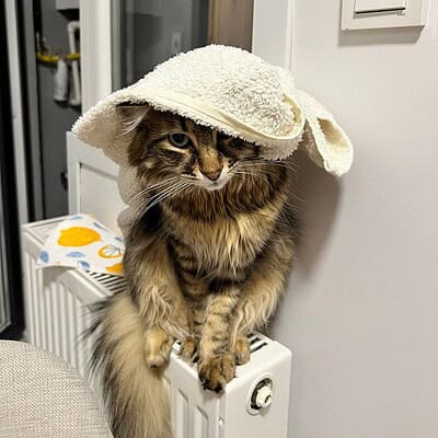 Yavru kedi, sevimli ve yumuşak tüylü, şapka takmış, iç mekan ortamında poz veriyor.