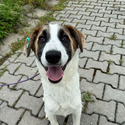Sevimli köpek yavrusu, parlak gözleri ve neşeli ifadesiyle dikkat çekiyor. Çocuklar ve aileler için ideal evcil hayvan, sağlıklı ve oyuncu yapısıyla sevgi dolu bir arkadaş.