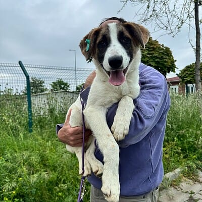 Sevimli köpek yavrusu, bir kişinin kollarında, açık hava ortamında, yeşil alan ve ağaçlar ile çevrili doğa manzarasında. Köpek mutlu ve enerjik görünüyor, tasma takılı.