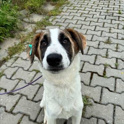 Sevimli köpek yavrusu, taşlı yolda oturuyor, dikkat çekici gözleri ve sevimli ifadesiyle. Köpek sahiplenme ve hayvan sevgisi temalı, Kırık Kuyruk sitesine uygun, doğal ortamda çekilmiş.