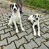 The Gentleman of Beyoğlu, Badem, is looking for a home 🐾