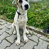A Little Ray of Sunshine: Limon is Looking for Her Forever Home 🐾