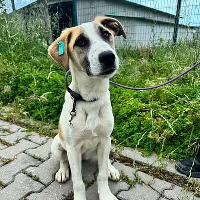 Bahçede oturan sevimli köpek yavrusu, dikkatli bakışlar ve tatlı ifadesiyle dikkat çekiyor. Köpek, tasma ve kulaklık ile güvenle bağlı, doğal ortamda.